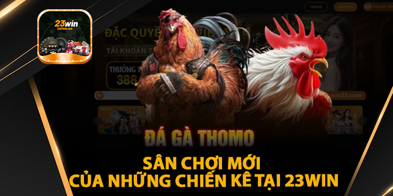 Đá Gà Thomo - Sân Chơi Mới Của Những Chiến Kê Tại 23win