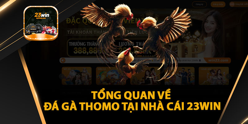 Tổng quan về đá gà thomo tại nhà cái 23win